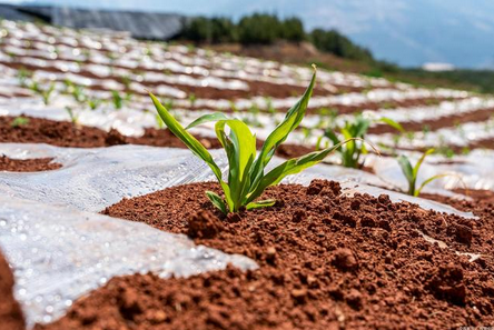 土壤水分測定儀完善農(nóng)業(yè)用水制度實現(xiàn)科學(xué)化
